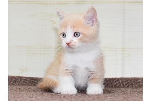 成約済の愛知県のミヌエット-17772の5枚目