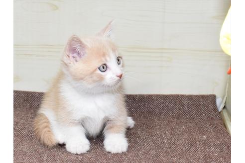 成約済の愛知県のミヌエット-17772の4枚目