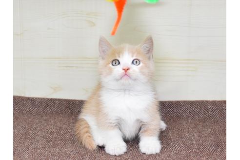 成約済の愛知県のミヌエット-17772の3枚目