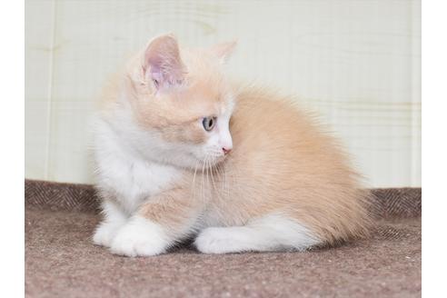 成約済の愛知県のミヌエット-17772の2枚目