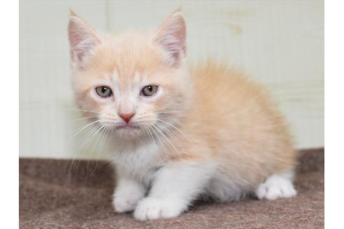 成約済の愛知県のミヌエット-17770の1枚目