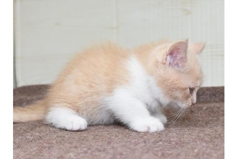 成約済の愛知県のミヌエット-17770の6枚目