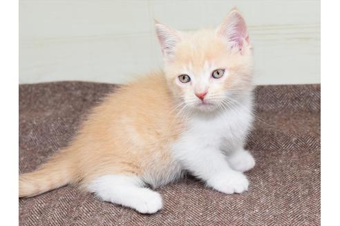 成約済の愛知県のミヌエット-17770の5枚目