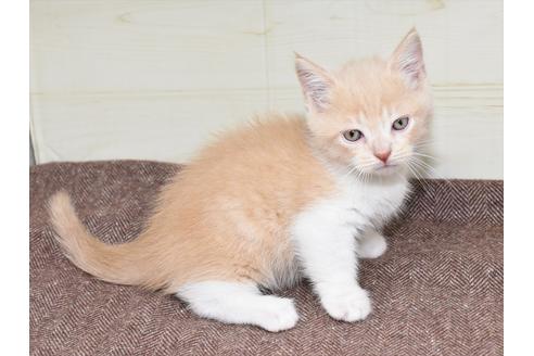 成約済の愛知県のミヌエット-17770の4枚目