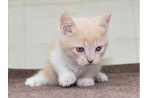 成約済の愛知県のミヌエット-17770の3枚目