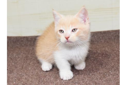 成約済の愛知県のミヌエット-17770の2枚目