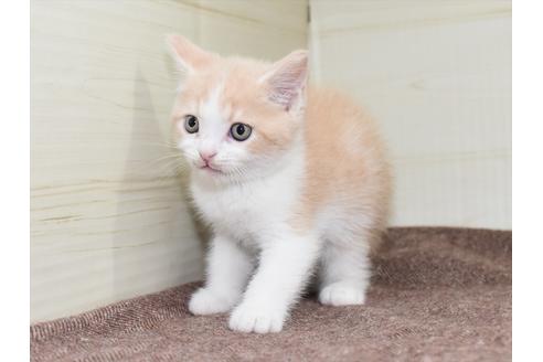 成約済の愛知県のミヌエット-17768の6枚目