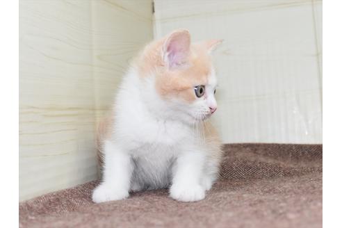 成約済の愛知県のミヌエット-17768の5枚目