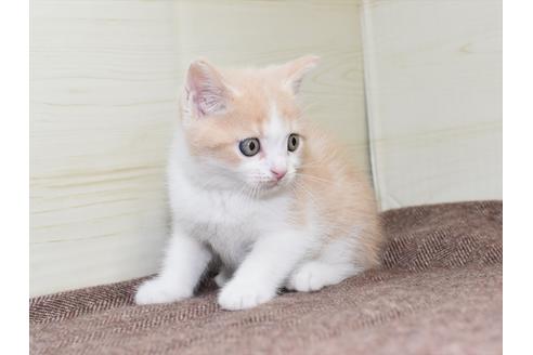 成約済の愛知県のミヌエット-17768の4枚目