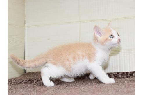 成約済の愛知県のミヌエット-17768の3枚目