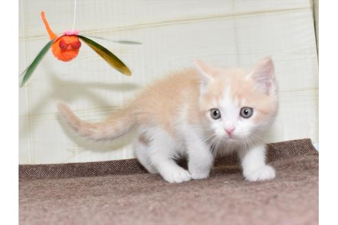 成約済の愛知県のミヌエット-17768の2枚目