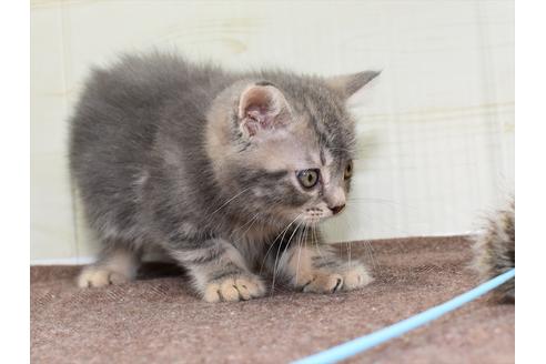成約済の愛知県のマンチカン-17787の3枚目