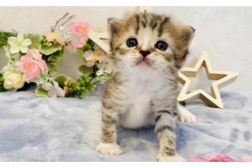 成約済の大阪府のラガマフィン-18174の5枚目