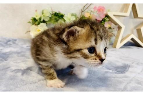 成約済の大阪府のラガマフィン-18174の4枚目