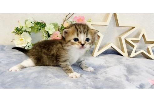 成約済の大阪府のラガマフィン-18174の3枚目