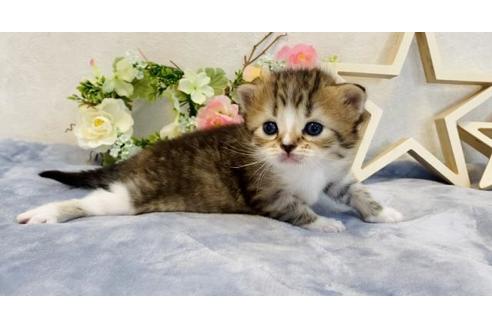 成約済の大阪府のラガマフィン-18174の2枚目