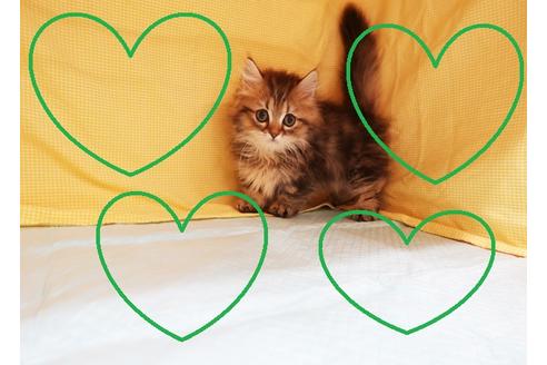 成約済の東京都のミヌエット-17848の1枚目