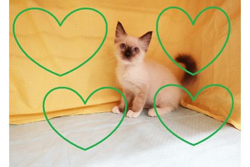 成約済の東京都のラグドール-17582の1枚目