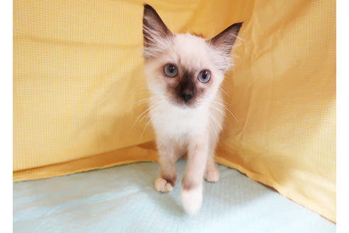 成約済の東京都のラグドール-17582の2枚目