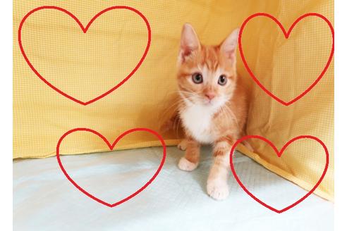 成約済の東京都のマンチカン-17181の1枚目