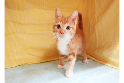 成約済の東京都のマンチカン-17181の3枚目