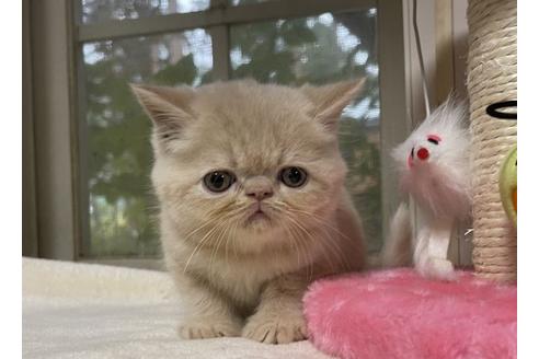 成約済の山梨県のエキゾチックショートヘア-18214