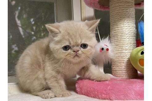 成約済の山梨県のエキゾチックショートヘア-18214の4枚目