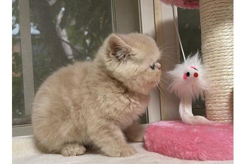 成約済の山梨県のエキゾチックショートヘア-18214の2枚目