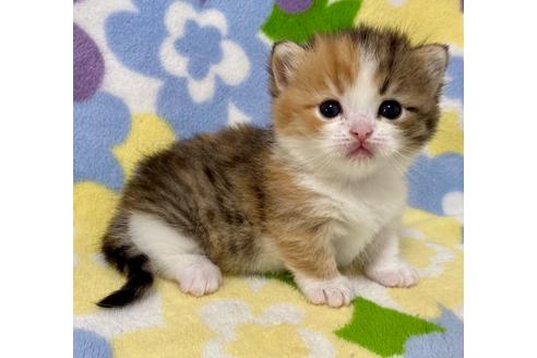 成約済の神奈川県のミヌエット-18232の4枚目