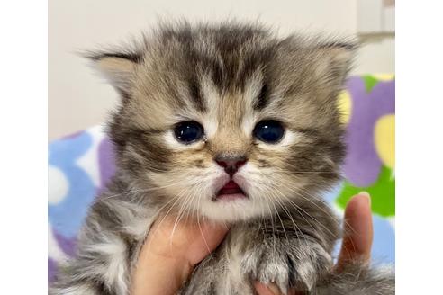 成約済の神奈川県のミヌエット-18234の4枚目