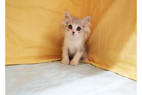 成約済の東京都のスコティッシュフォールド-18261の3枚目