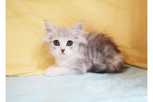 成約済の東京都のスコティッシュフォールド-18261の2枚目