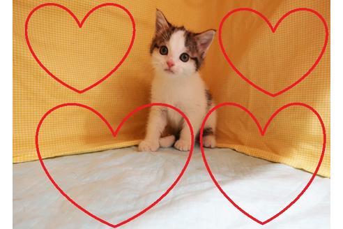 成約済の東京都のマンチカン-18262の1枚目