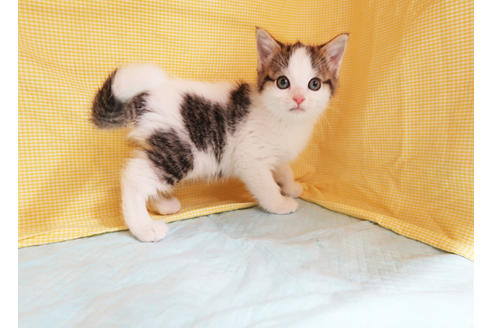 成約済の東京都のマンチカン-18262の2枚目