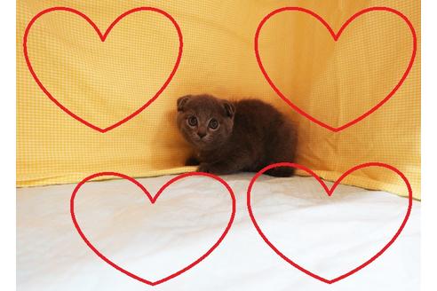 成約済の東京都のスコティッシュフォールド-18263の1枚目