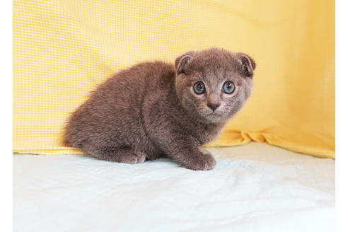 成約済の東京都のスコティッシュフォールド-18263の2枚目
