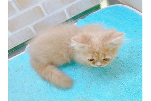 成約済の東京都のミヌエット-17911の9枚目