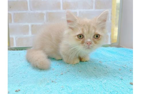 成約済の東京都のミヌエット-17911の8枚目