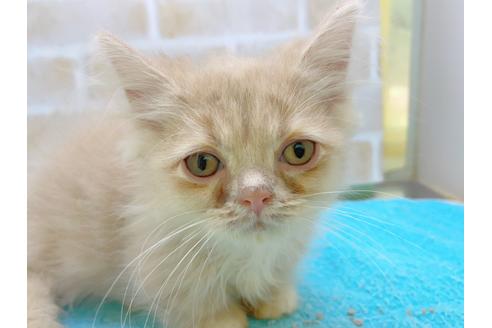 成約済の東京都のミヌエット-17911の1枚目