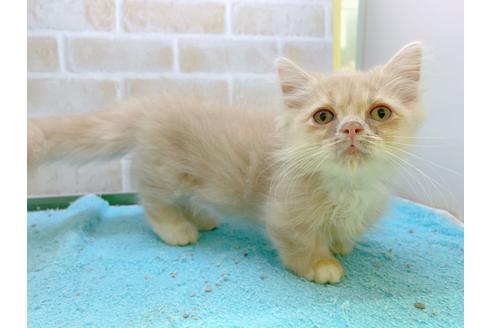 成約済の東京都のミヌエット-17911の7枚目