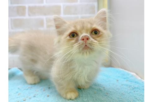 成約済の東京都のミヌエット-17911の6枚目