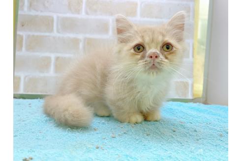 成約済の東京都のミヌエット-17911の5枚目