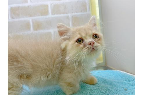 成約済の東京都のミヌエット-17911の4枚目