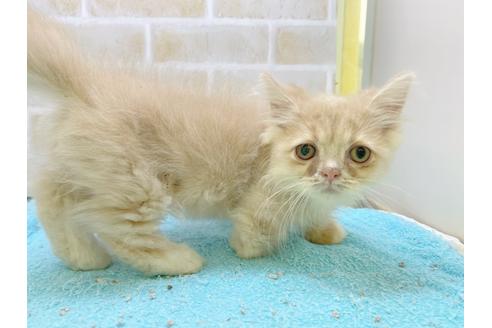 成約済の東京都のミヌエット-17911の3枚目