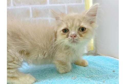 成約済の東京都のミヌエット-17911の2枚目