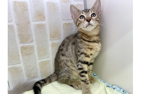 成約済の東京都のジェネッタ-18161の9枚目