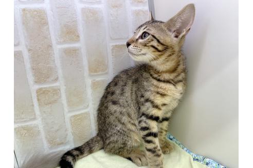 成約済の東京都のジェネッタ-18161の2枚目