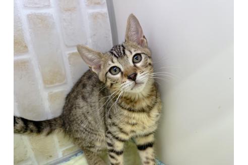 成約済の東京都のジェネッタ-18161の3枚目