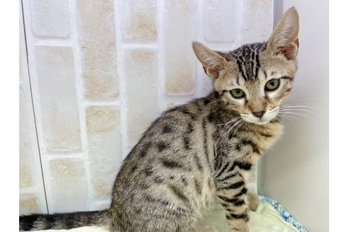 成約済の東京都のジェネッタ-18161