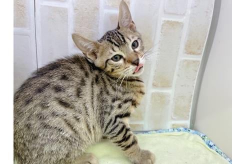 成約済の東京都のジェネッタ-18161の6枚目